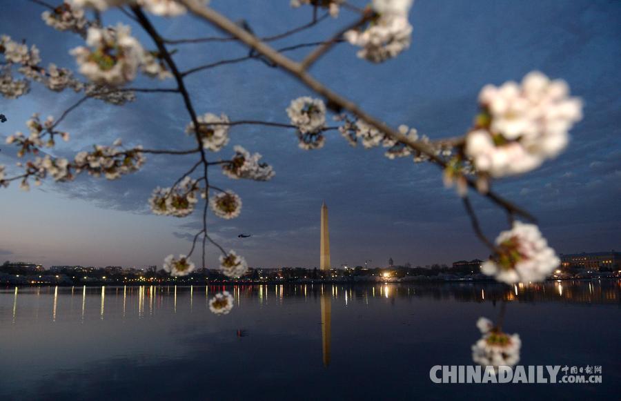 美国的樱花也开了 华盛顿晚樱飘香游人连夜观赏
