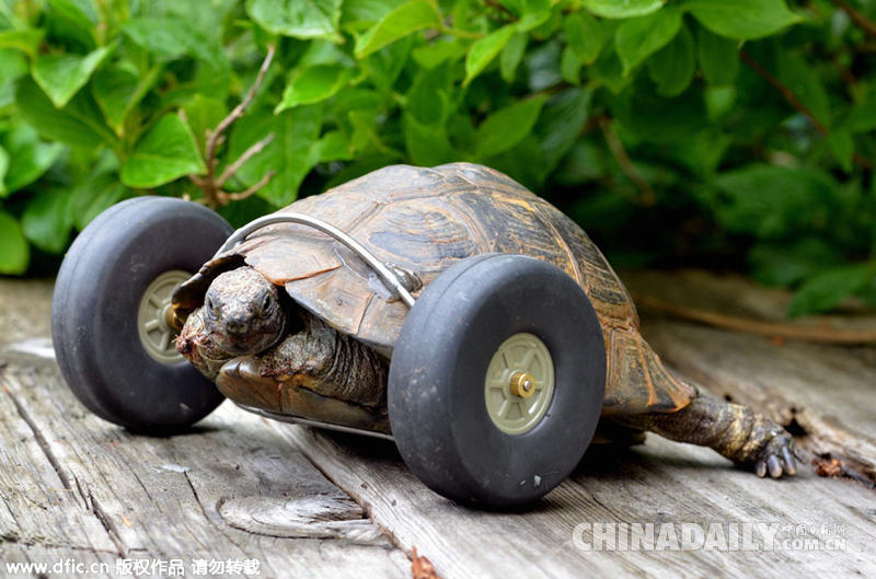 百岁乌龟痛失“双臂” 轮胎代步速度快一倍（组图）