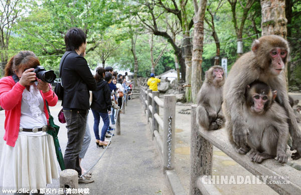 日本小猴取名“夏洛特”引风波 英国王室回应不介意