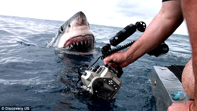 摄影师拍摄遇意外 大白鲨突现身张开血盆大口