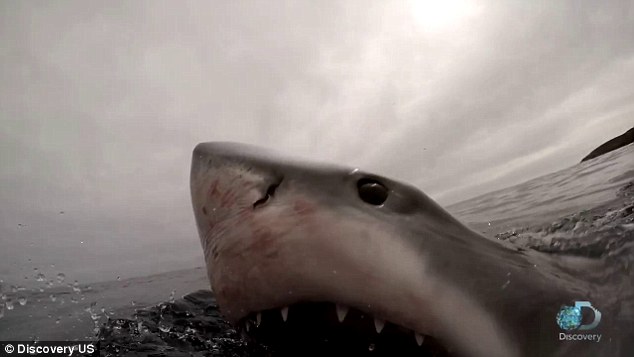 摄影师拍摄遇意外 大白鲨突现身张开血盆大口