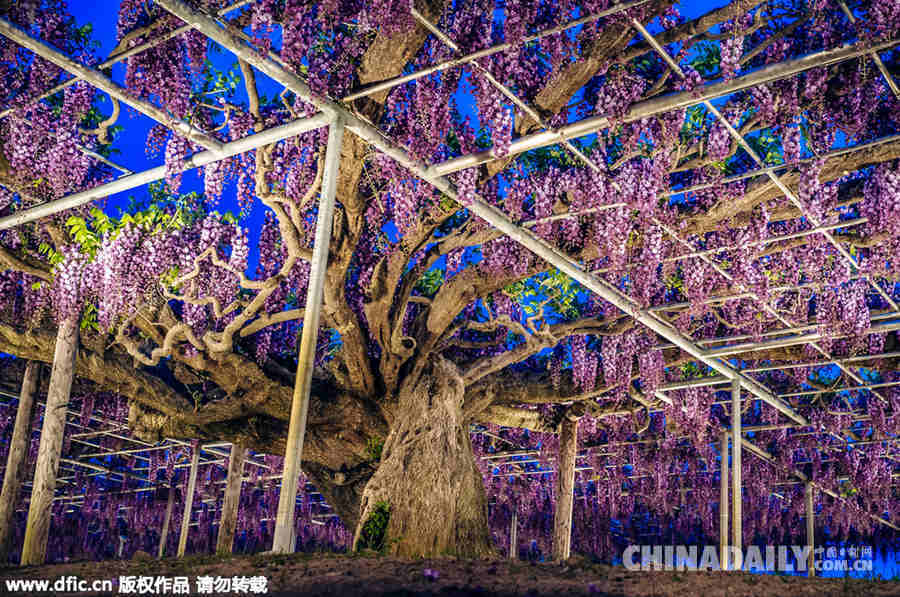 日本144岁紫藤盛开 壮美如现实版阿凡达“灵魂树”