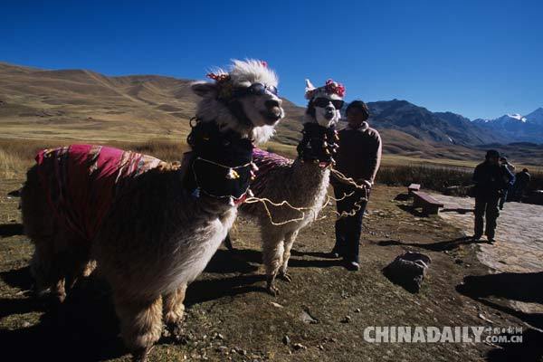 揭秘中国进口美洲羊驼：国人分不清羊驼毛和羊毛
