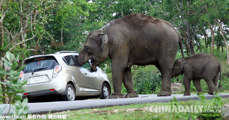 印度大象趁游客自拍偷包 一口吞下包内物品