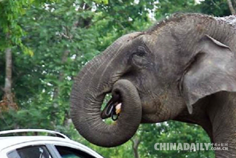 印度大象趁游客自拍偷包 一口吞下包内物品