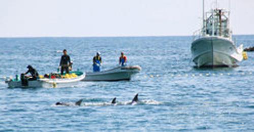 外媒：日本太地町围捕海豚半数出口 中国居首