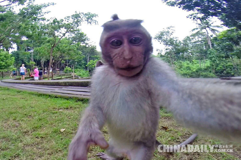 巴厘岛猴子抢游客相机 阴差阳错成就自拍