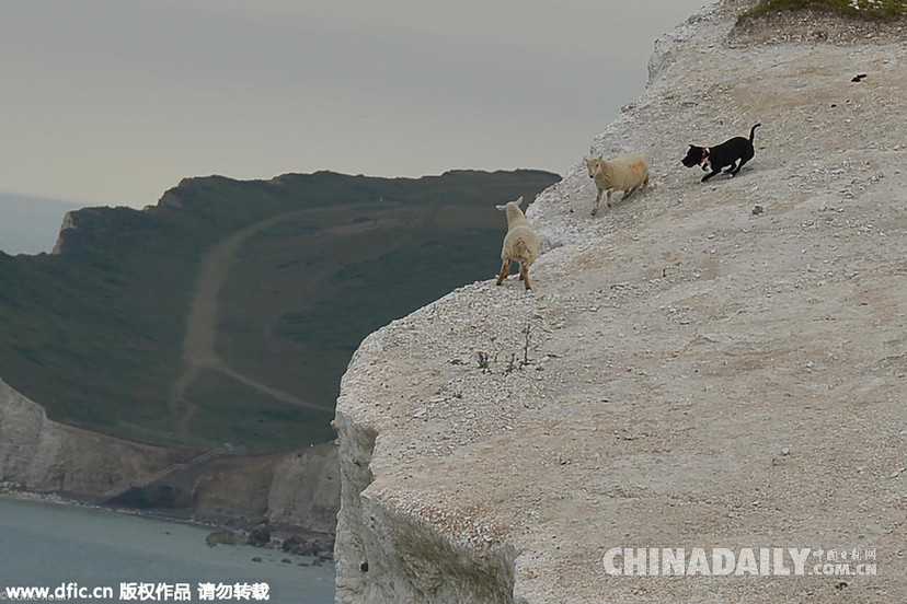 英国狂犬将两只羊逼至悬崖 其中一只落崖