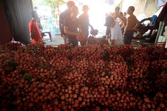 中国商人停止收购 晚熟荔枝在越南国内价格大跌