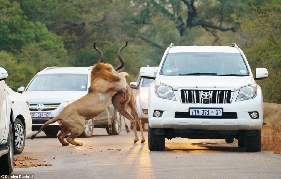 狮子与羚羊在距离人类一米处厮杀