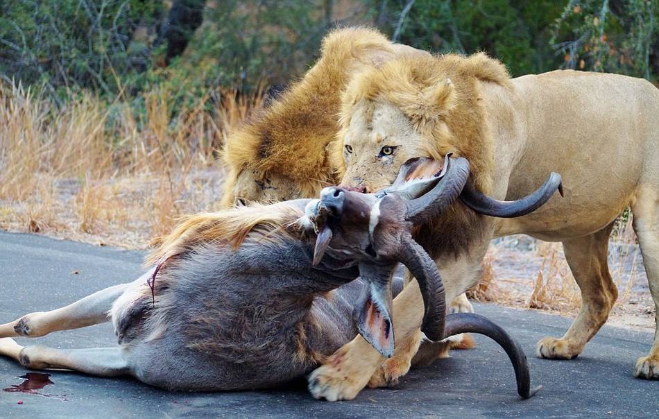 狮子与羚羊在距离人类一米处厮杀