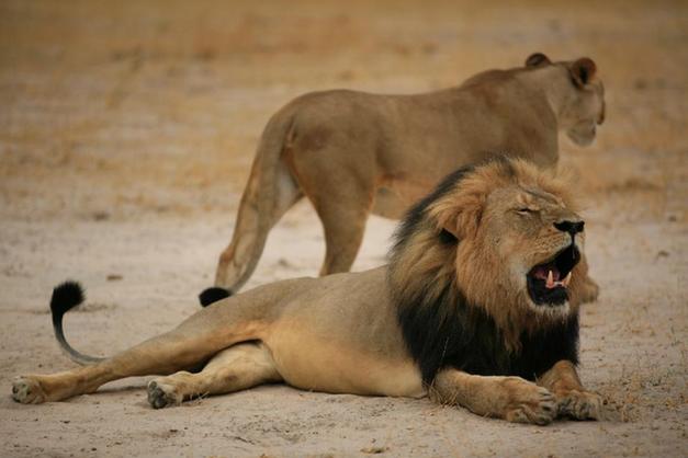 非洲明星雄狮中箭40小时再遭斩首剥皮 凶手为美国牙医