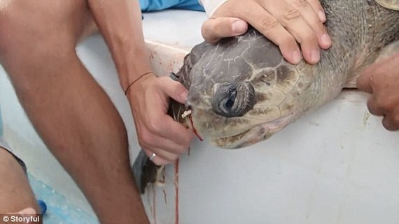 不要往海里扔垃圾！海龟鼻孔内竟现12厘米长吸管