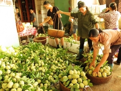 越南支陵番荔枝进入成熟旺季 中国商人前往订购
