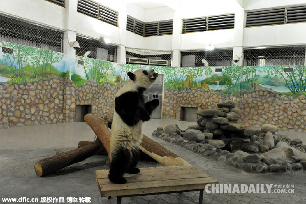 看“友好使者”如何萌化万方 盘点旅居海外大熊猫现状