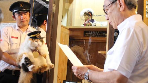 日本“小玉站长”继承者亮相 5岁萌猫貌美能干惹人爱