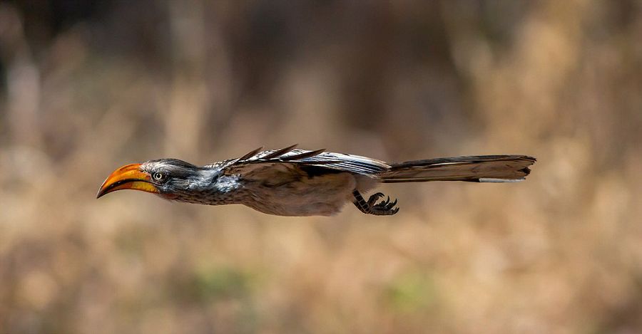 南非摄影师近距离抓拍动物捕猎飞行瞬间