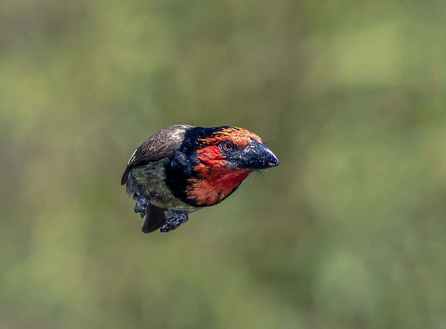 南非摄影师近距离抓拍动物捕猎飞行瞬间