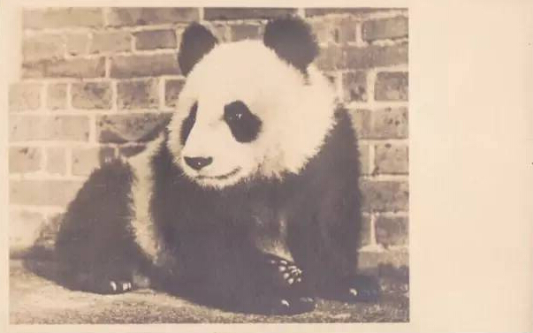 战火纷飞的年代，有一只熊猫曾治愈过英国人民的心灵（独家视频）