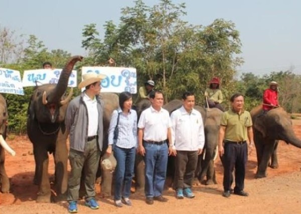 暖心！泰国政府拨款2500万买饲料喂流浪象
