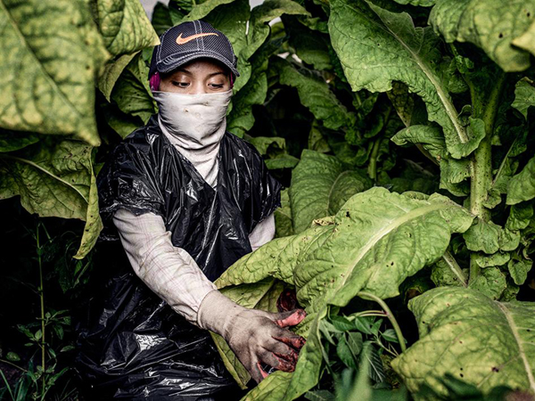 人权组织曝美烟草农场童工悲惨生活 12小时工作、头疼、呕吐
