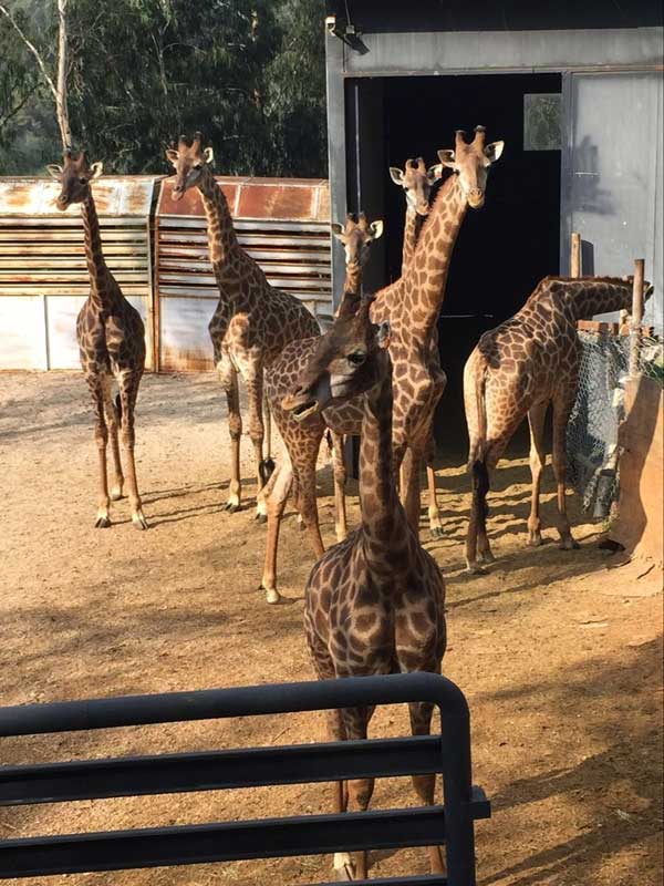云南训练长颈鹿进入运输笼