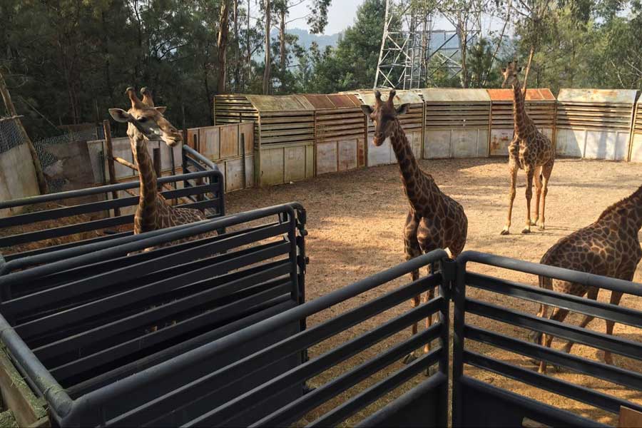 云南训练长颈鹿进入运输笼