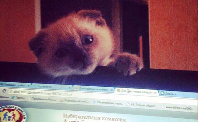 官员贪污太严重 俄市长选举民调：猫领先