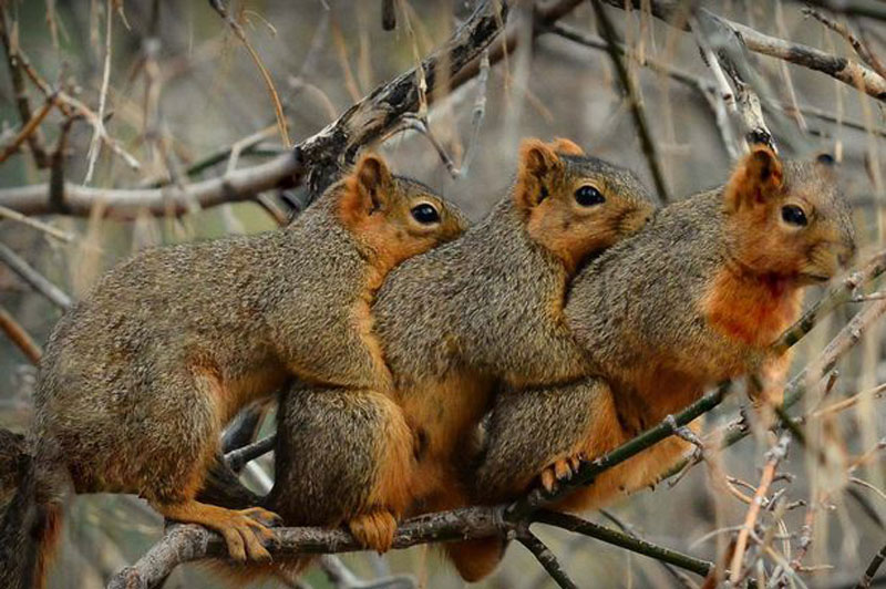 美国3只小松鼠寒冬中拥抱取暖
