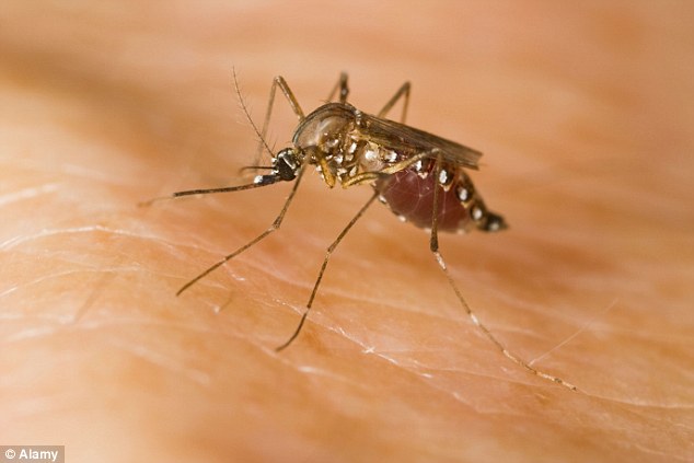 蚊虫传播病毒致大量新生儿畸形 巴西六州进入紧急状态