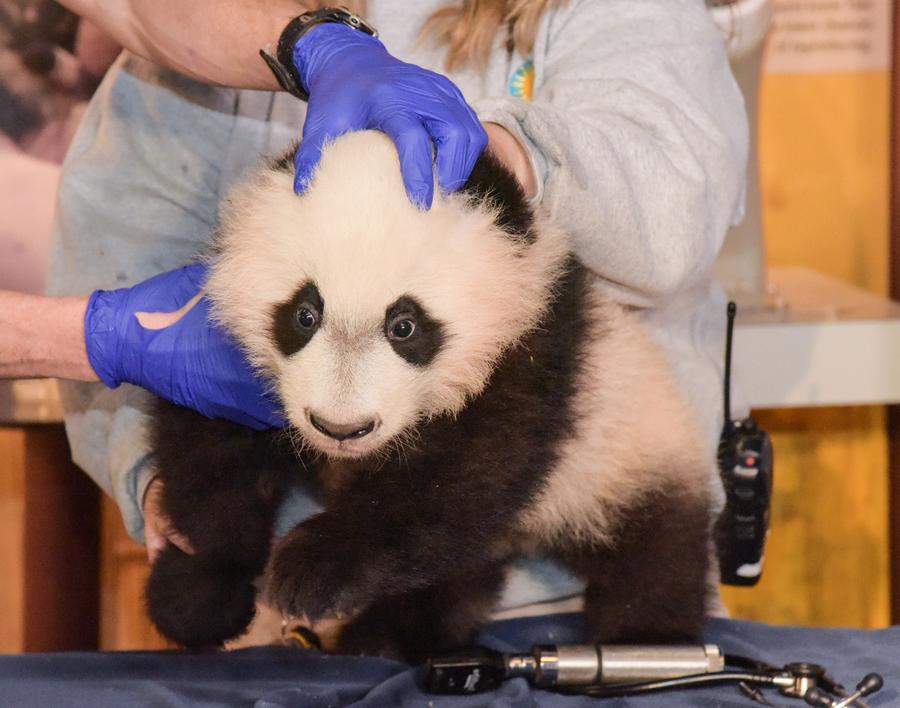 华盛顿国家动物园的大熊猫“贝贝”接受体检