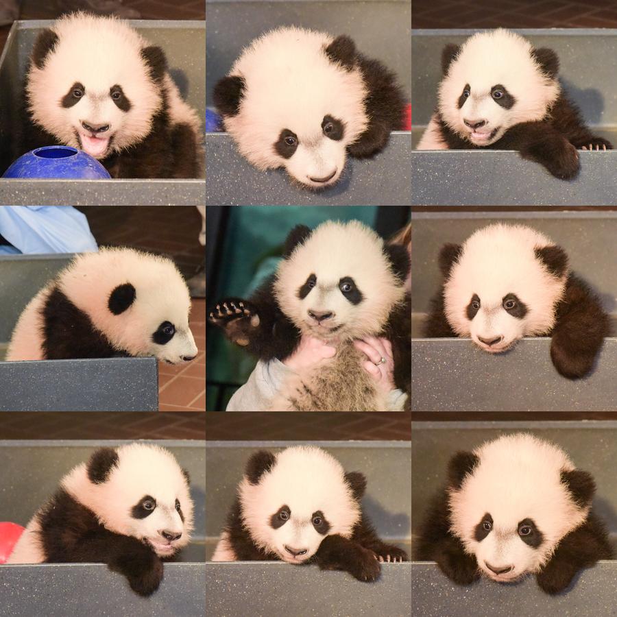 华盛顿国家动物园的大熊猫“贝贝”接受体检