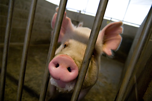 科学家：培育“人心猪”供人类器官移植