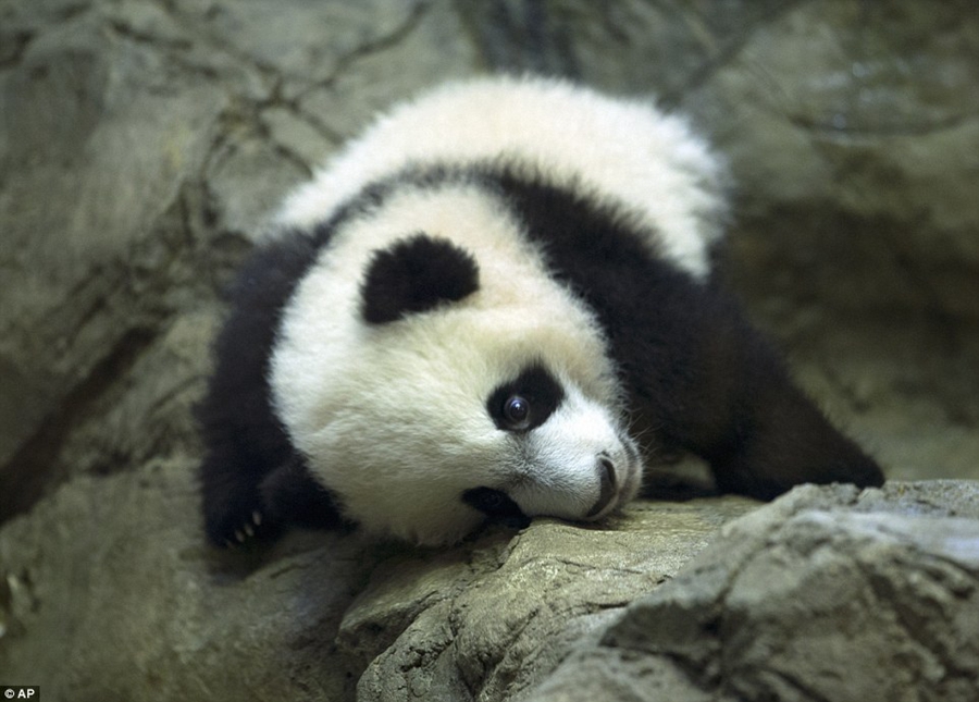 熊猫“贝贝”华盛顿首秀 引大批粉丝围观