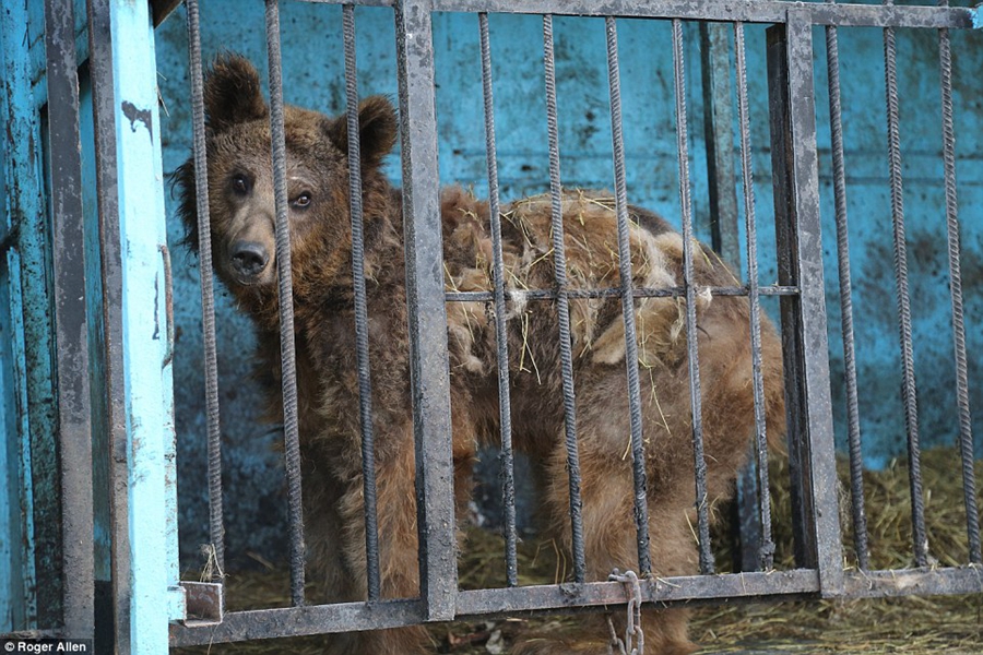 世界上最惨的动物园 7只动物靠屠宰场残渣维生