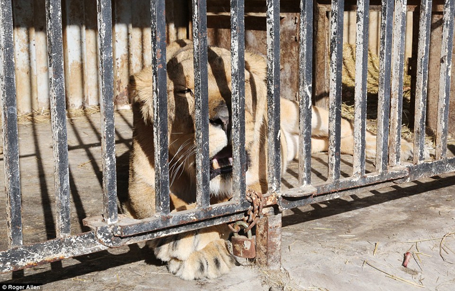 世界上最惨的动物园 7只动物靠屠宰场残渣维生