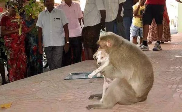 印度猴子收养一只流浪小狗 感动了整个世界（图）