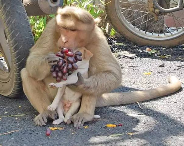 印度猴子收养一只流浪小狗 感动了整个世界（图）