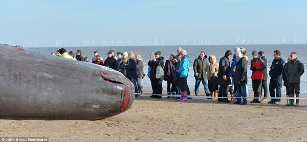 英国海岸发现5头抹香鲸尸体 游客蜂拥而至自拍、涂鸦