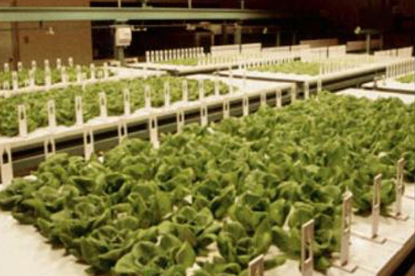 日本打造首家全自动农场 机器人种菜