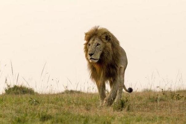 内罗毕6头狮子“逃出生天” 当局呼吁公众提供线索