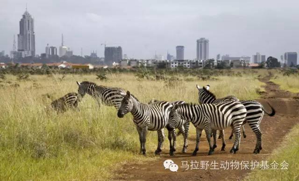 非洲野保新闻：内罗毕国家公园野生狮子出走记