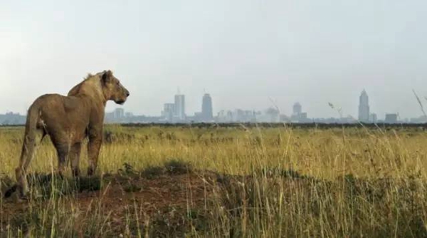 非洲野保新闻：内罗毕国家公园野生狮子出走记