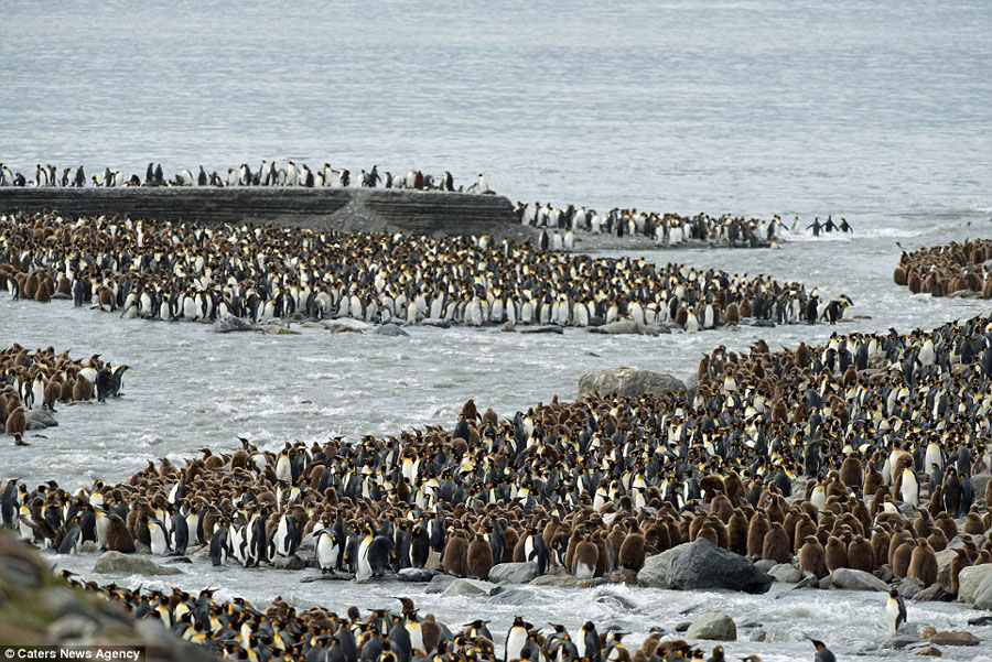震撼！超过15万王企鹅拥作一团给宝宝取暖
