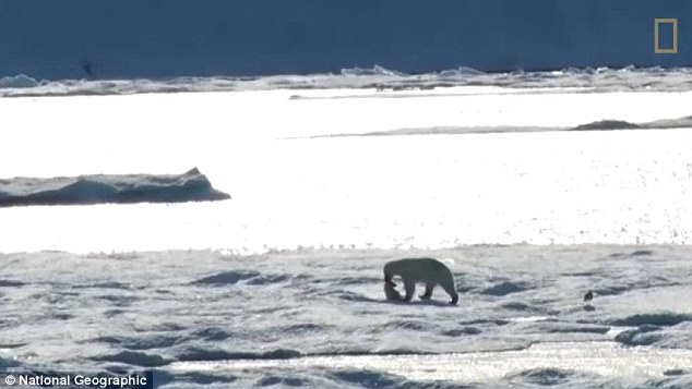 气候变暖导致食物短缺 北极熊残忍捕食幼崽画面曝光