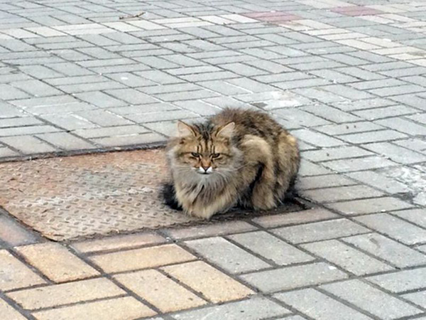 等你归来！俄罗斯小猫被弃后苦守原地待主人