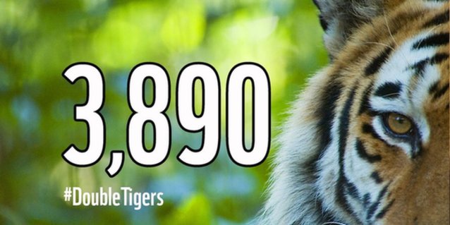 世界野生老虎数量百年来首度增长 偷猎仍是主要威胁