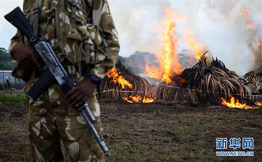 肯尼亚焚烧105吨象牙和1.3吨犀牛角