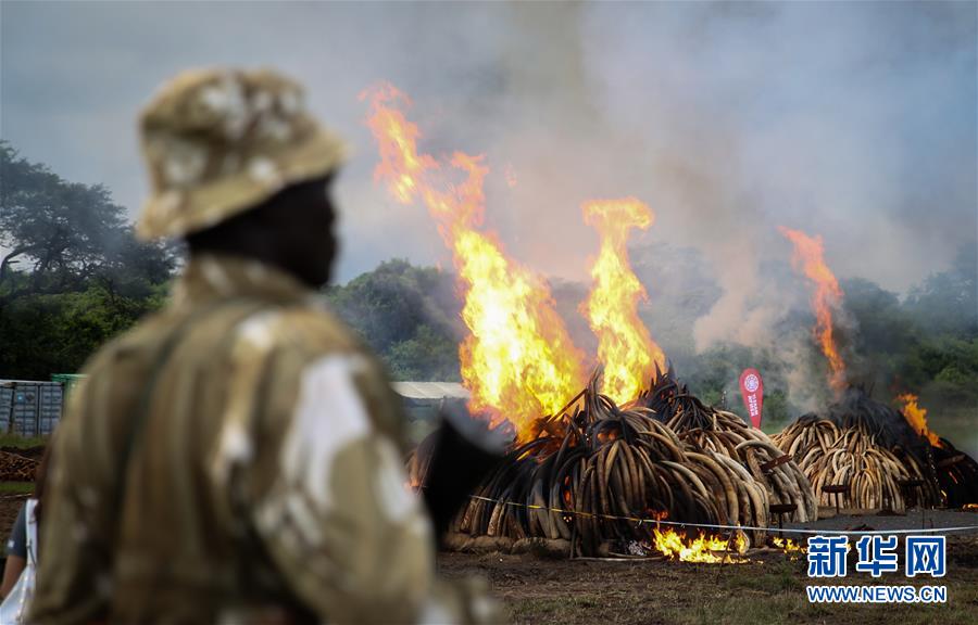 肯尼亚焚烧105吨象牙和1.3吨犀牛角