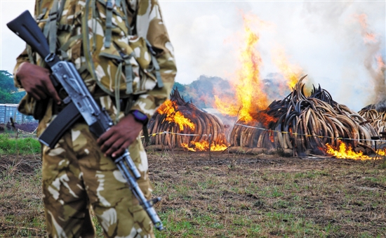 肯尼亚一次性焚毁超百吨象牙 创历史记录